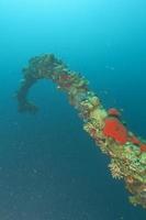 un' difficile corallo su un' nave relitto nel rosso mare foto