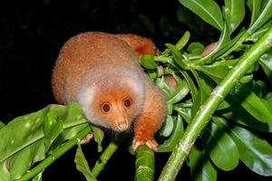 cuscus indonesiano endemico scimmia foto