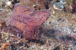 Marrone foglia pesce nel siladen foto