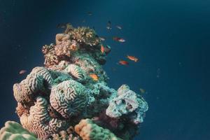 corallo scogliera di rosso mare foto