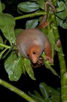 cuscus indonesiano endemico scimmia foto