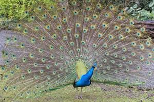 pavone uccello meraviglioso piuma Aperto ruota ritratto foto