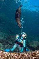 mare Leone foca In arrivo per bionda tuffatore ragazza subacqueo foto