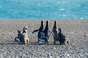 patagonia pinguino vicino su ritratto foto