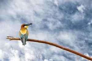 ape mangiatore su blu cielo sfondo foto