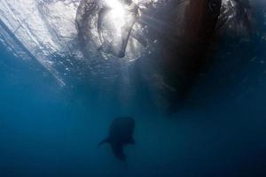 balena squalo sotto pescatori piattaforma nel papua foto