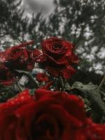 romantico sfondo con rosso rosa sotto il pioggia su nero foto