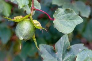 cotone su il verde pianta foto