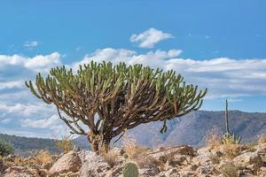 bellissimo garambullo cactus con cielo nel il sfondo nel semi deserto