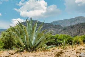 cactus nel Messico per sfondo o sfondo foto
