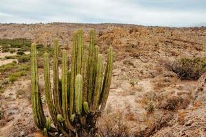 deserto paesaggio con cactus nel Vittoria guanajuato Messico foto