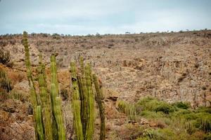 deserto paesaggio con cactus nel Vittoria guanajuato Messico foto