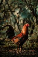 rosso azienda agricola Gallo o gratuito combattimento nel il giardino con copia spazio foto