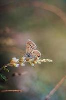 un' macro poco farfalla su fiore con verde sfondo foto