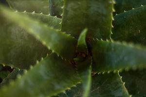 aloe Vera cactus sfondo con copyspace su il giusto foto