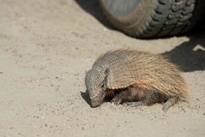 sud America armadillo vicino su ritratto foto