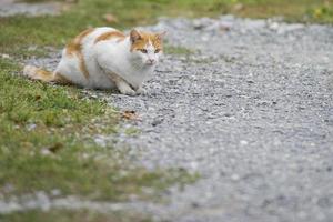 bianca e Marrone gatto guardare a voi foto