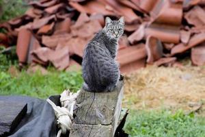 tigre gatto guardare a voi foto