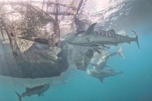 balena squalo sotto pescatori piattaforma nel papua Indonesia foto