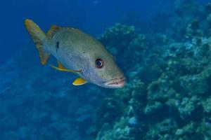 un dolce labbra pesce giallo e grigio nel il scogliera sfondo foto