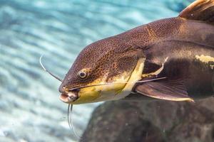 gigante gatto pesce mentre immersione foto