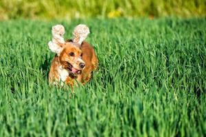 cucciolo cane cocker spaniel ritratto foto