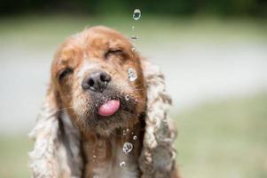 assetato cane cucciolo cocker spaniel potabile foto