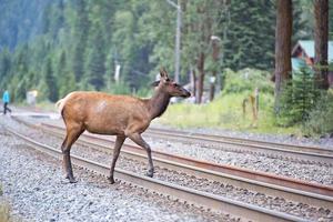 alce Cervi vicino ferrovia stazione nel roccioso montagne foto