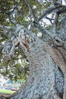 gigante albero vicino beverly colline foto