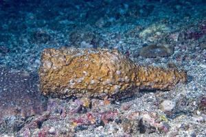 incrostato bottiglia su il sabbia parte inferiore di il oceano foto