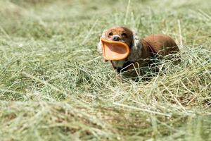 contento cucciolo cane in esecuzione per voi foto