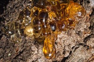 albero naturale ambra resina foto