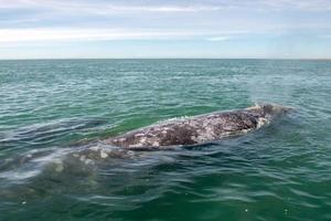 grigio balena mentre soffiaggio per respirazione foto