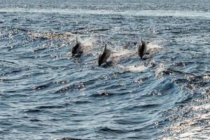 delfini mentre salto nel il in profondità blu mare foto