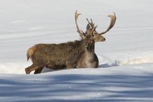 cervo su il neve sfondo foto