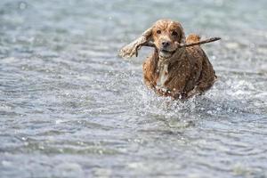 Happy dog cocker spaniel inglese mentre corri da te foto