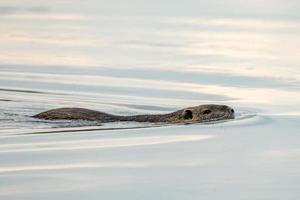 isolato castoro nutria mentre nuoto foto