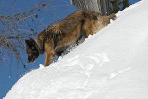 cane mentre in esecuzione su il neve foto