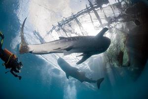 balena squalo sotto pescatori piattaforma nel papua foto