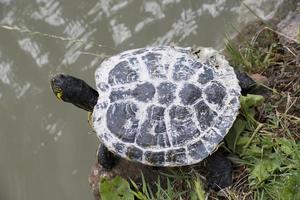 tartaruga vicino su ritratto foto