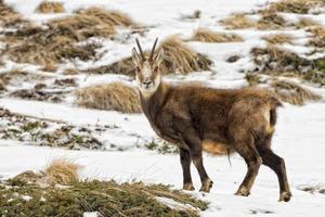 camoscio cervo nel il neve sfondo foto