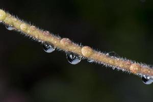 gocce di pioggia su una foglia foto