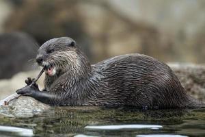 carino lontra foto