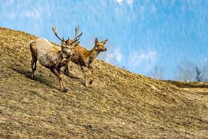 cervo su il erba sfondo foto