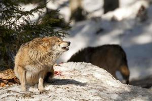 lupo mangiare nel il neve foto