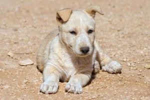 cucciolo di cane pomeranian bianco neonato foto