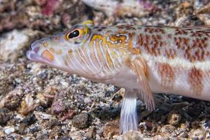 colorato pesce mentre guardare a voi su il sabbia sfondo foto