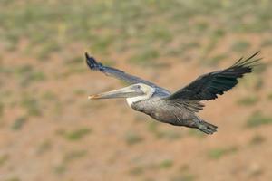 pellicano mentre volante foto