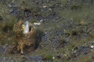 ghiozzo pesce vicino su foto