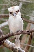 kookaburra Australia ridendo uccello ritratto foto